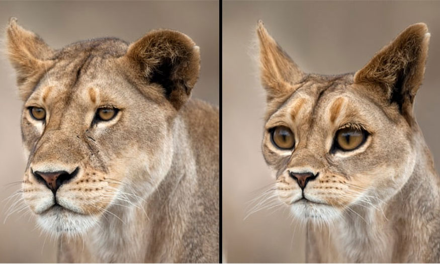 the Liquify tool in Photoshop